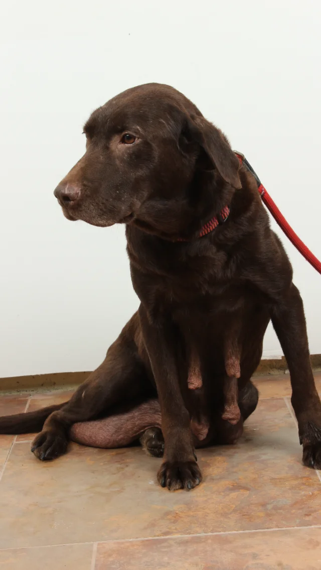 Maggie — AKC Labrador Retriever dam at LabPups.com