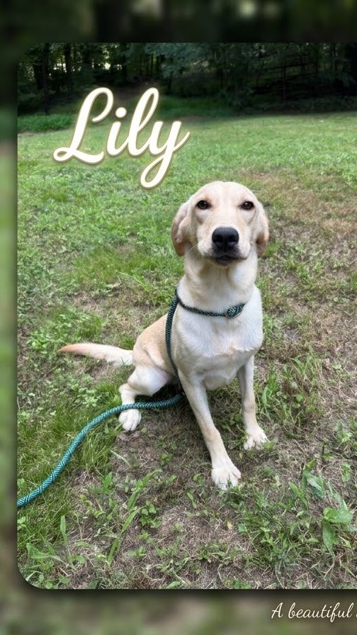 Lilly - Yellow Labrador Retriever puppy for sale in Charlotte NC
