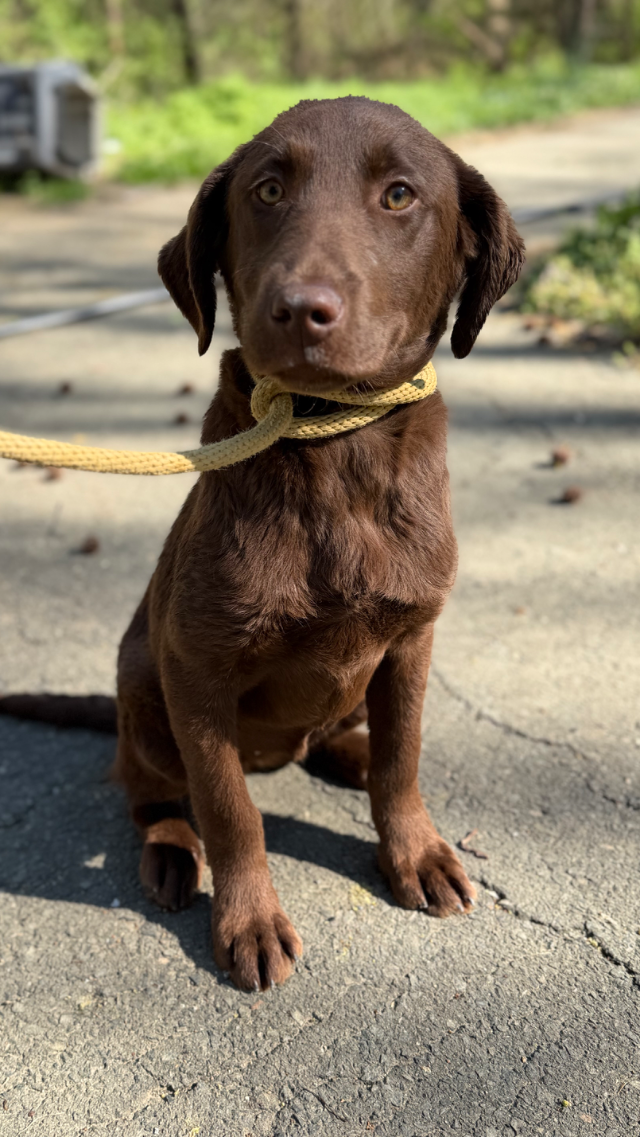 Maple