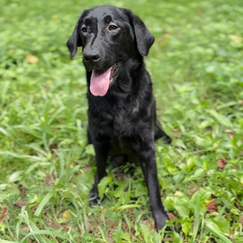 Selection Position 1 Black Male - black Labrador Retriever puppy for sale at LabPups.com