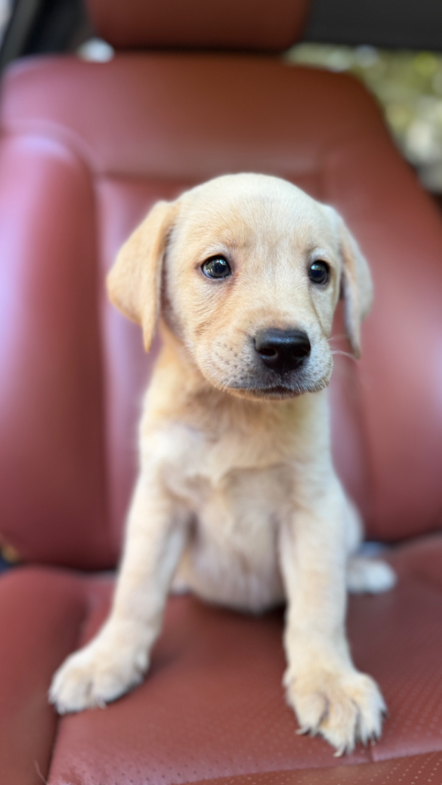 Buddy - yellow Labrador Retriever puppy for sale