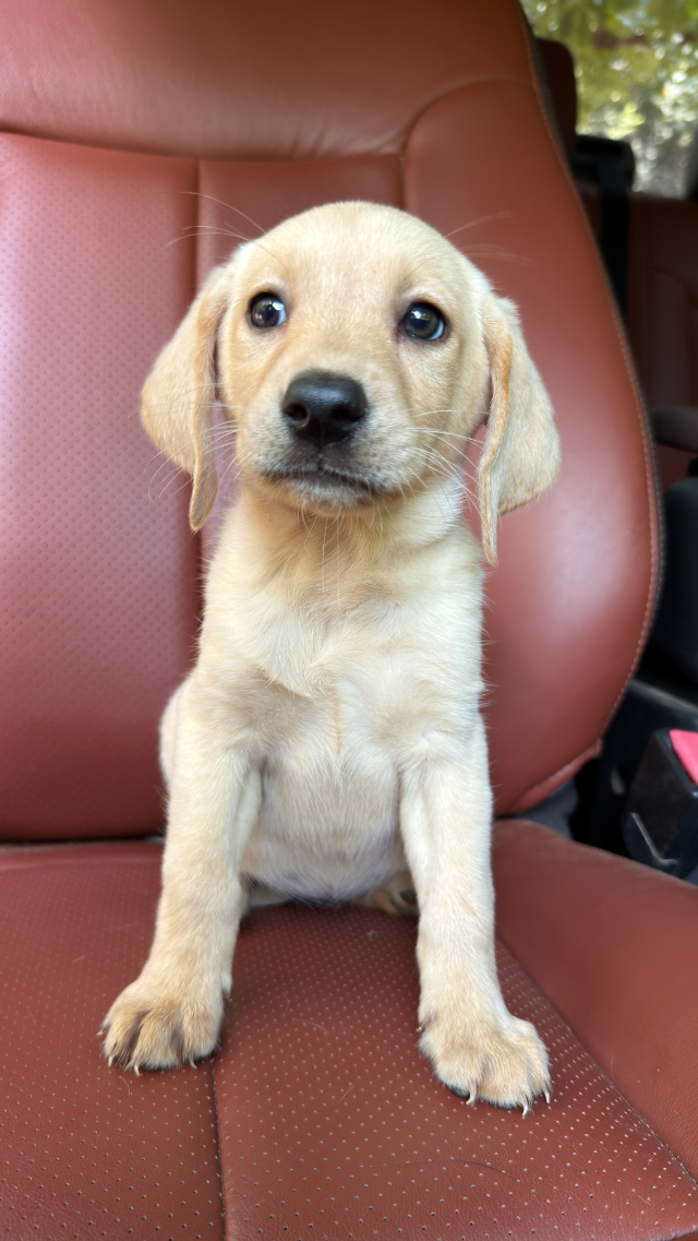 Jasmine - yellow Labrador Retriever puppy for sale