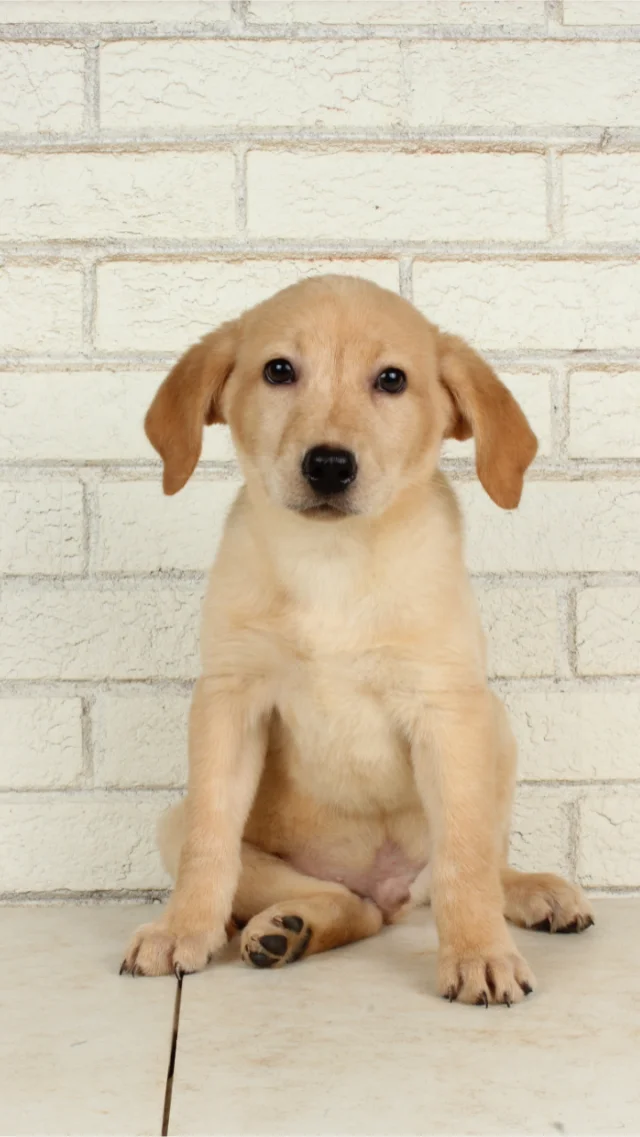 Gus