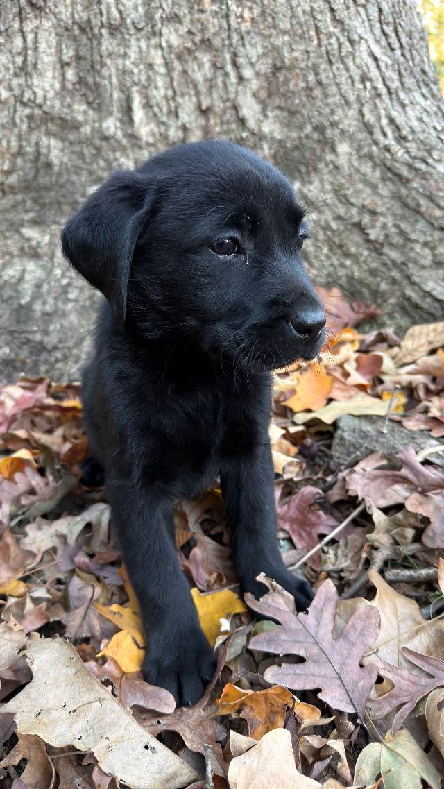 Luna