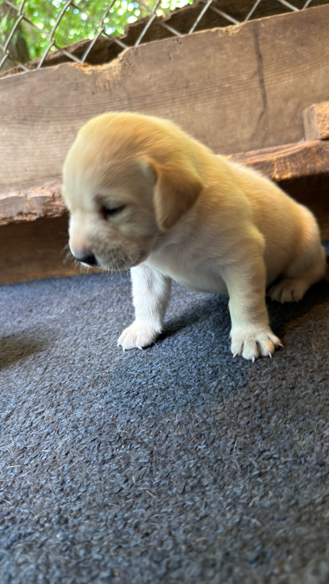 1st Pick Yellow Female