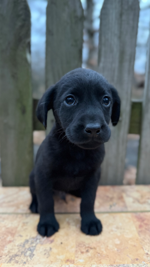 Jack