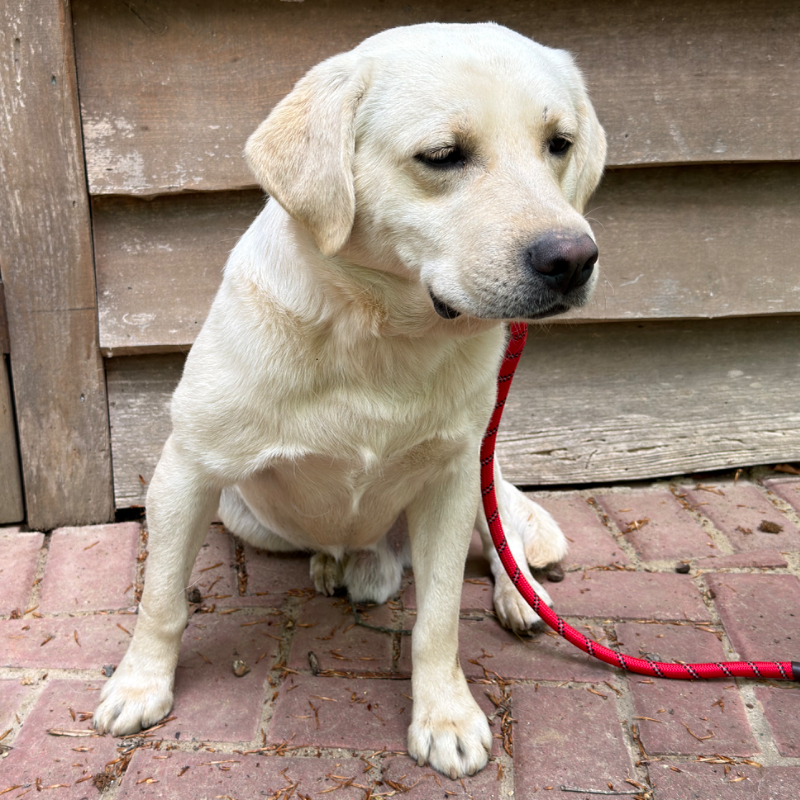 Tripps Finn II — AKC Labrador Retriever sire at LabPups.com