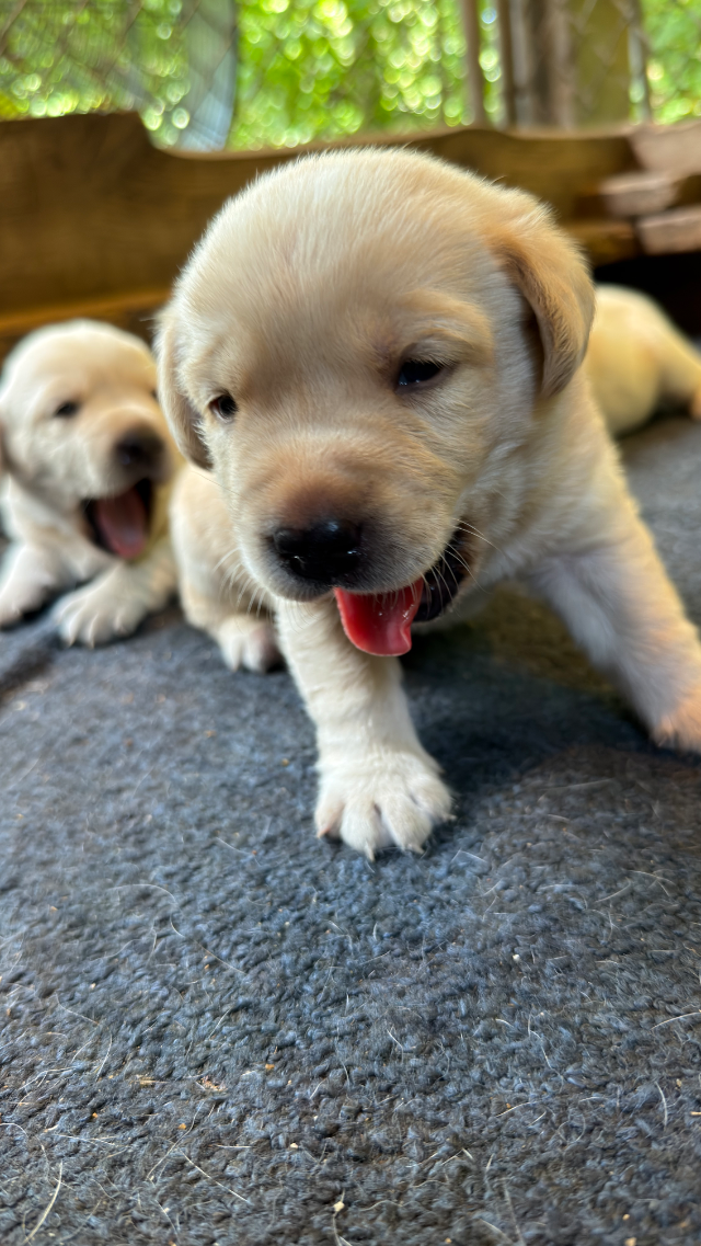 3rd Pick Yellow Male - yellow Labrador Retriever puppy for sale
