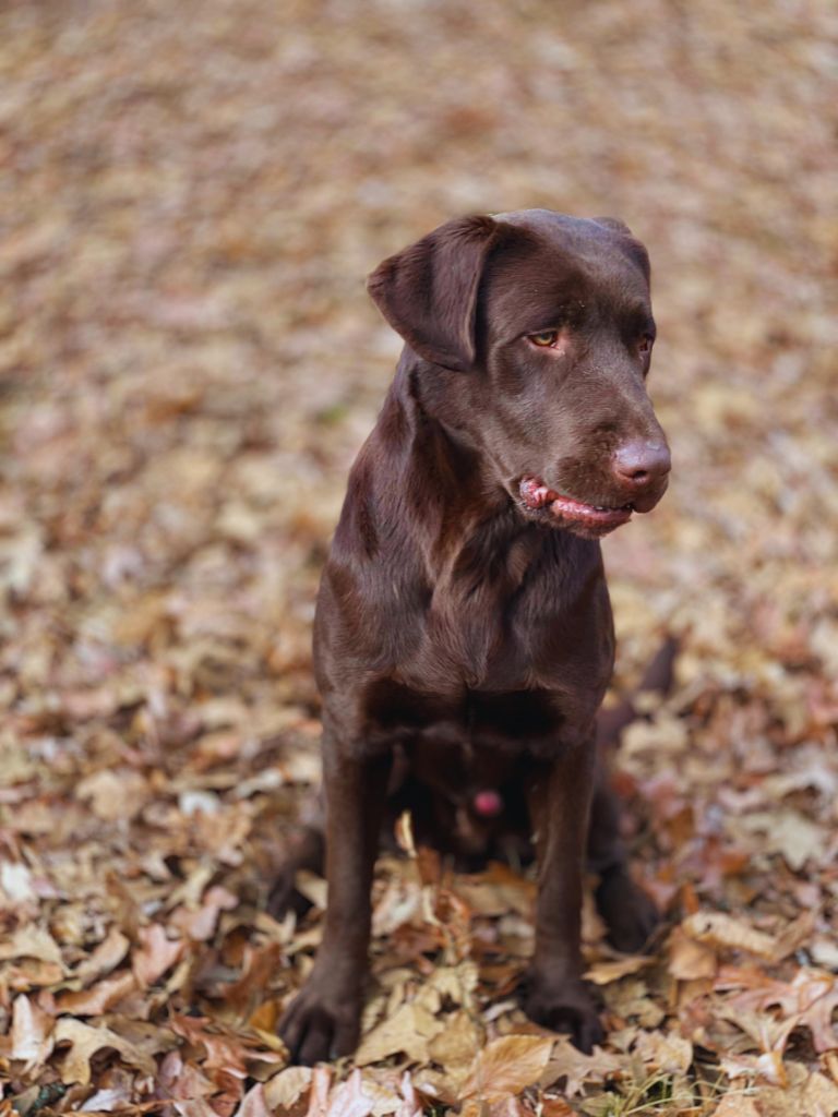 Chip — AKC Labrador Retriever sire at LabPups.com