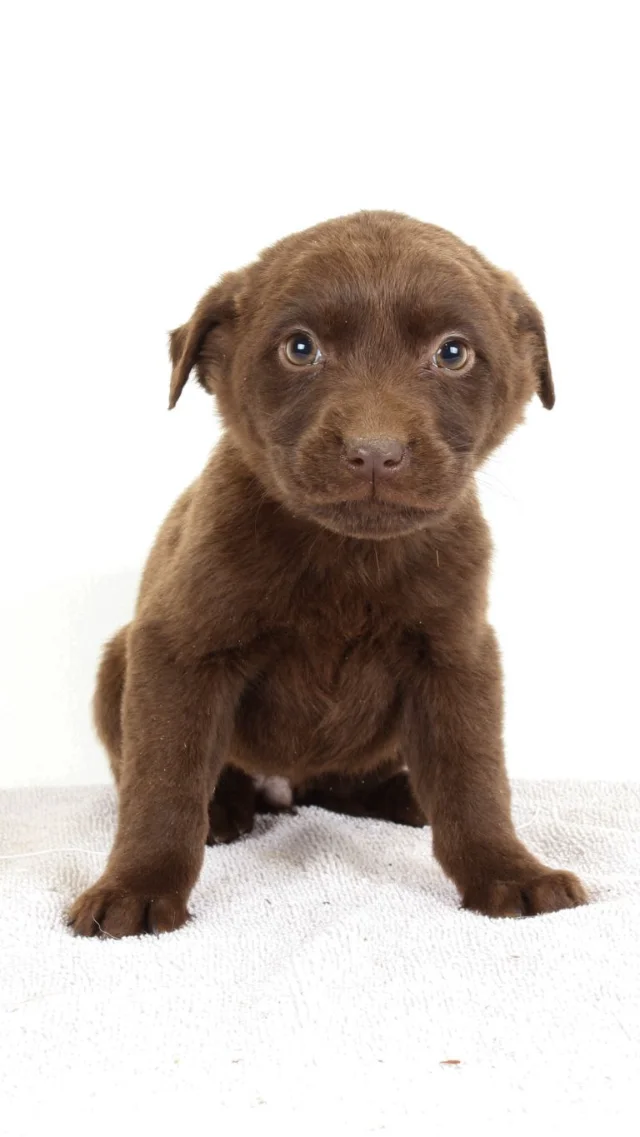 Cinnamon