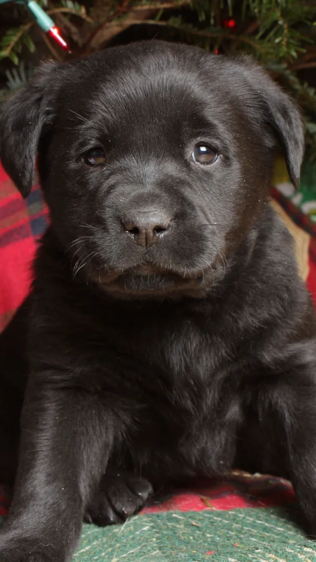 Bruiser