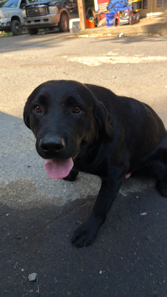 Captain - black Labrador Retriever puppy for sale at LabPups.com