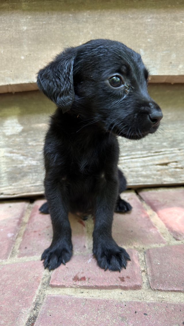 Max - black Labrador Retriever puppy for sale