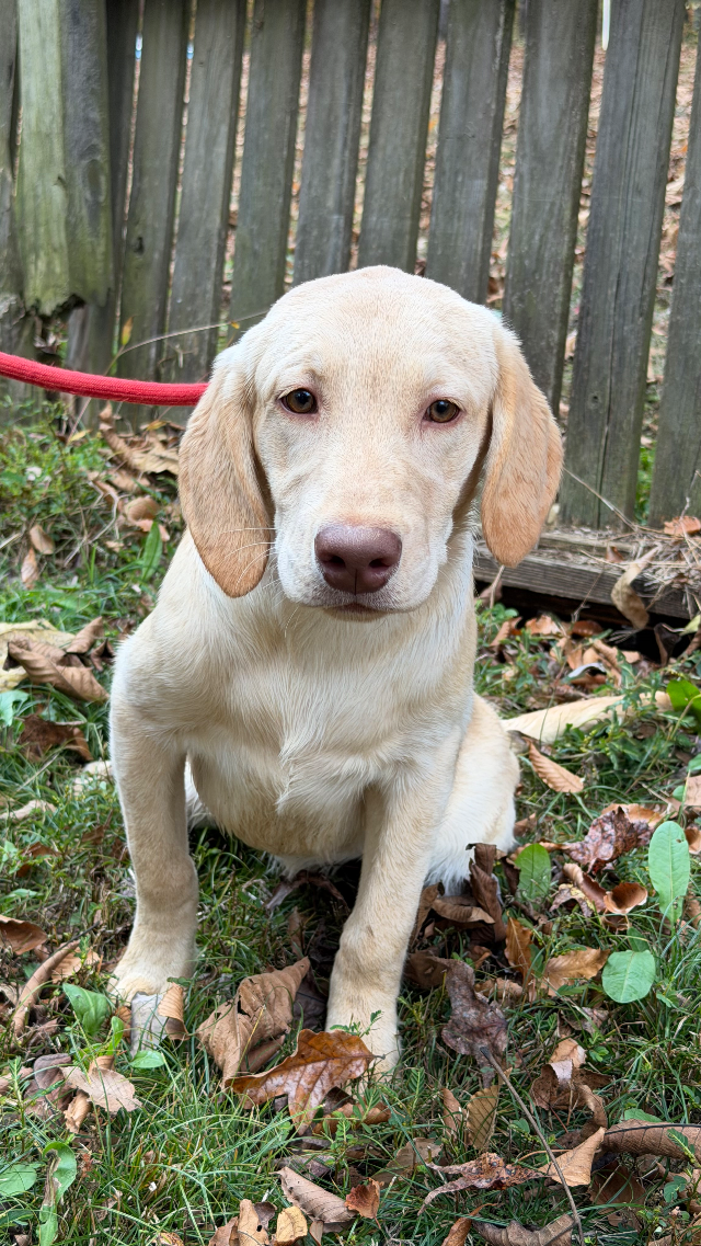 Max - yellow Labrador Retriever puppy for sale at LabPups.com