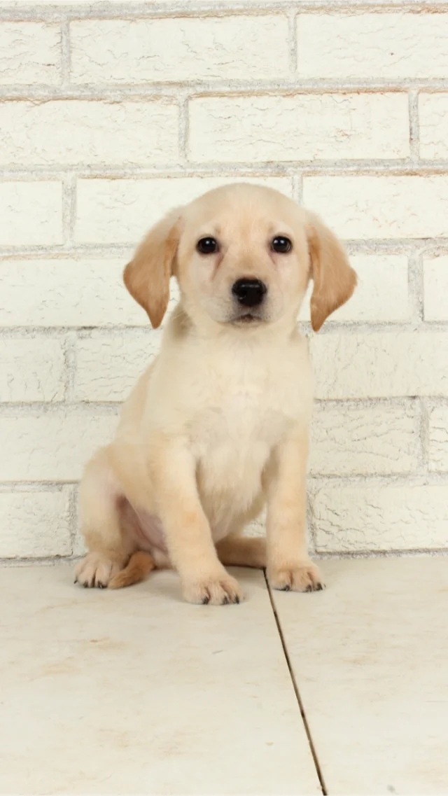 Cooper