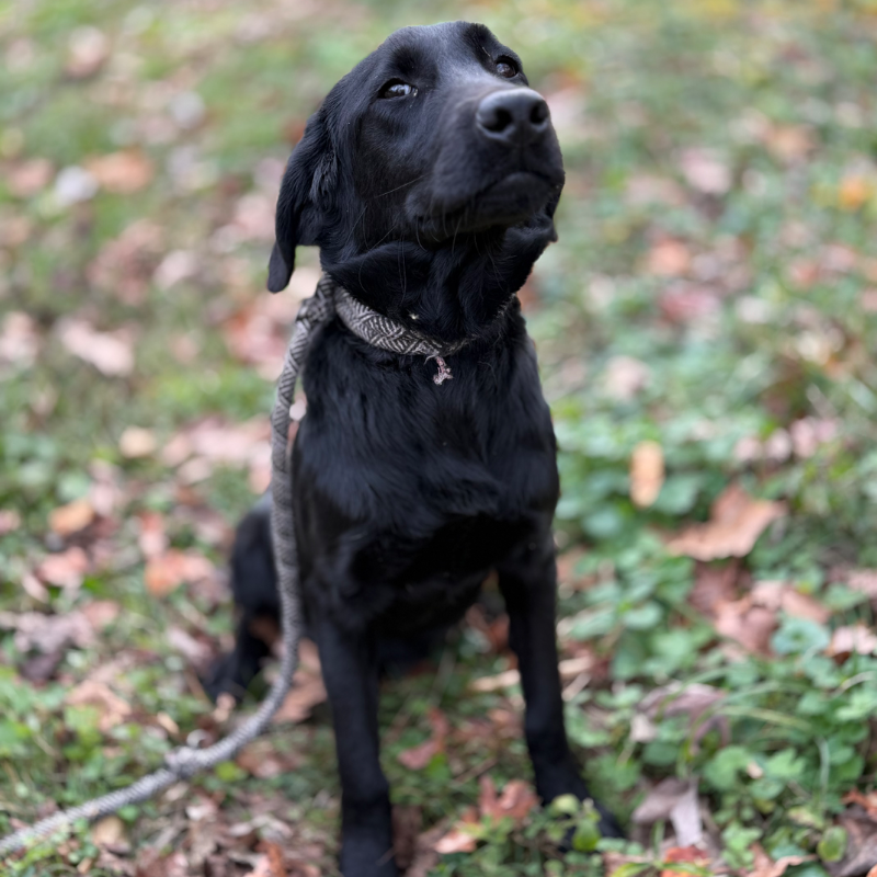 Aurora - Labrador Retriever mother dog at LabPups.com