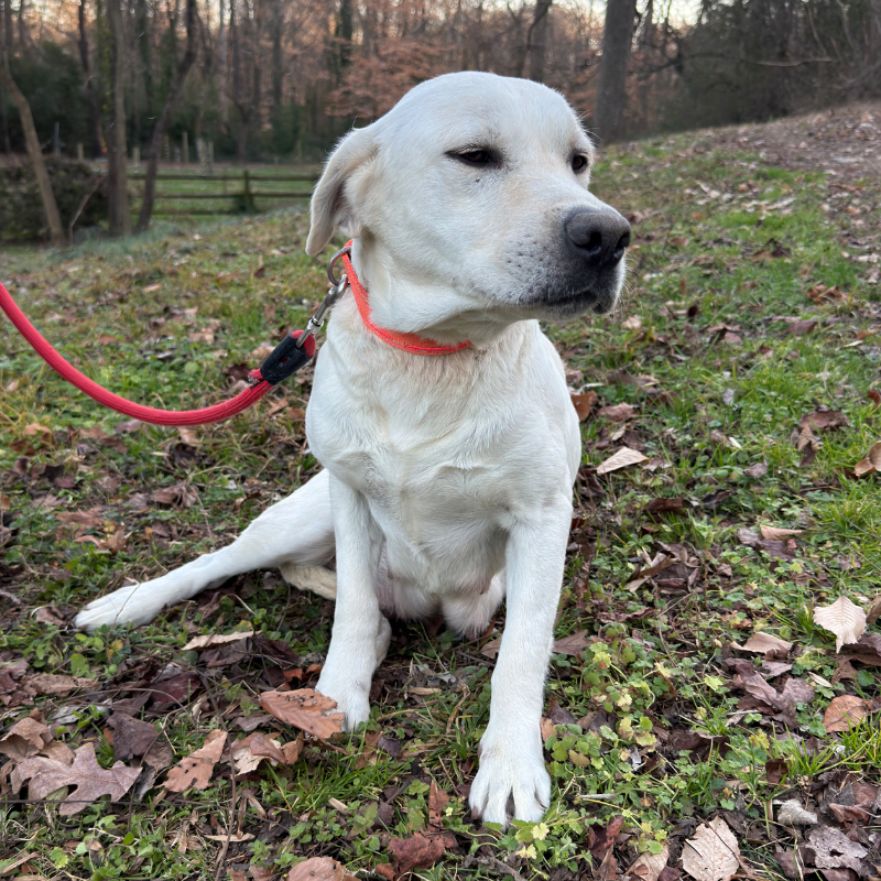 Dusty — AKC Labrador Retriever dam at LabPups.com