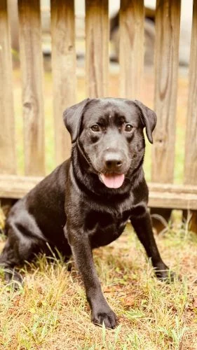 Cooper — AKC Labrador Retriever sire at LabPups.com