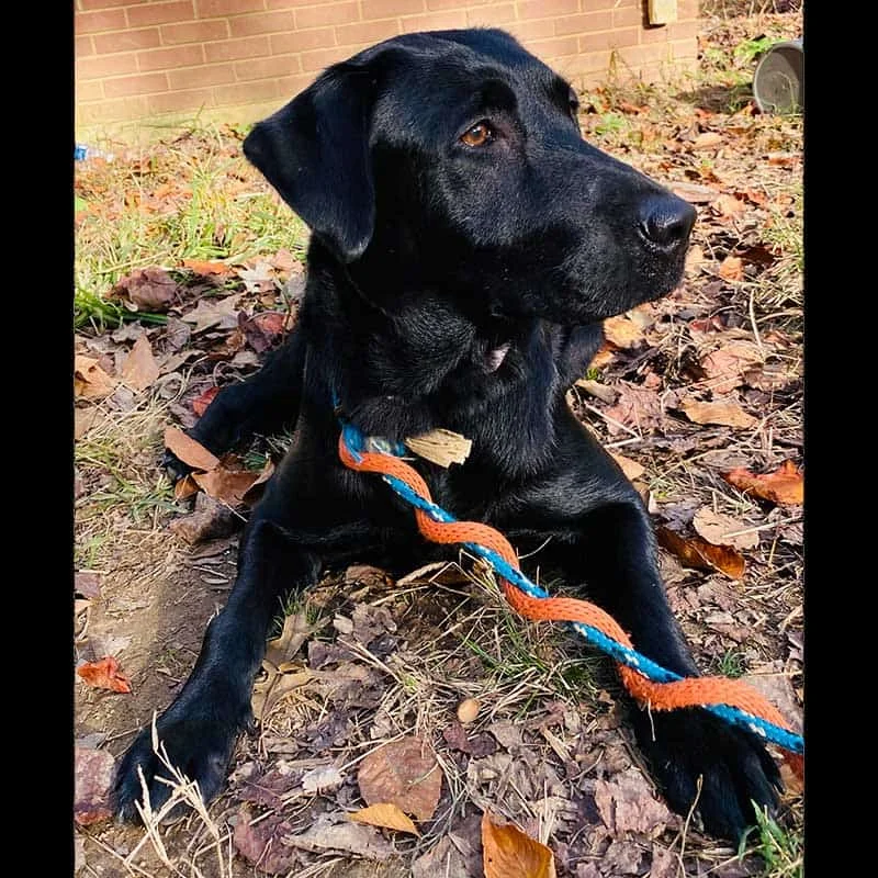 Boo — AKC Labrador Retriever dam at LabPups.com