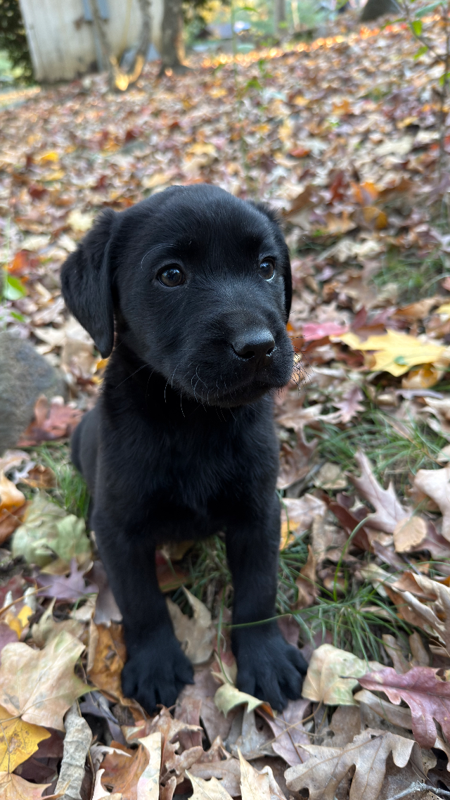 Bella