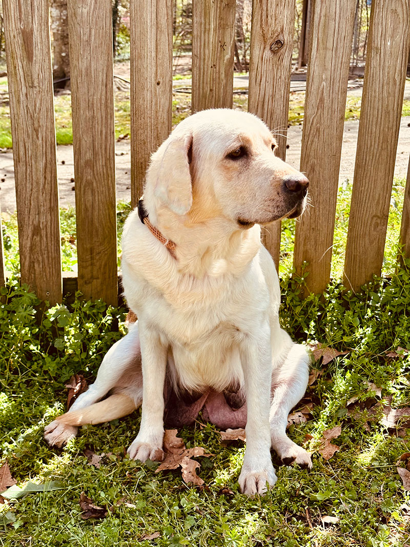 Molly — AKC Labrador Retriever dam at LabPups.com
