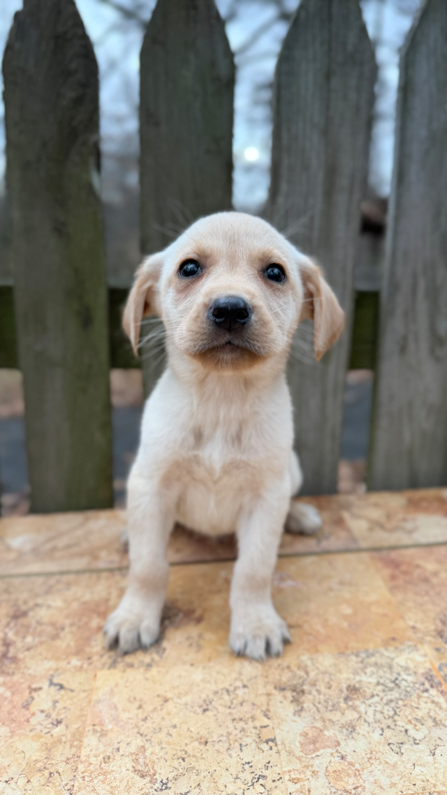 Max