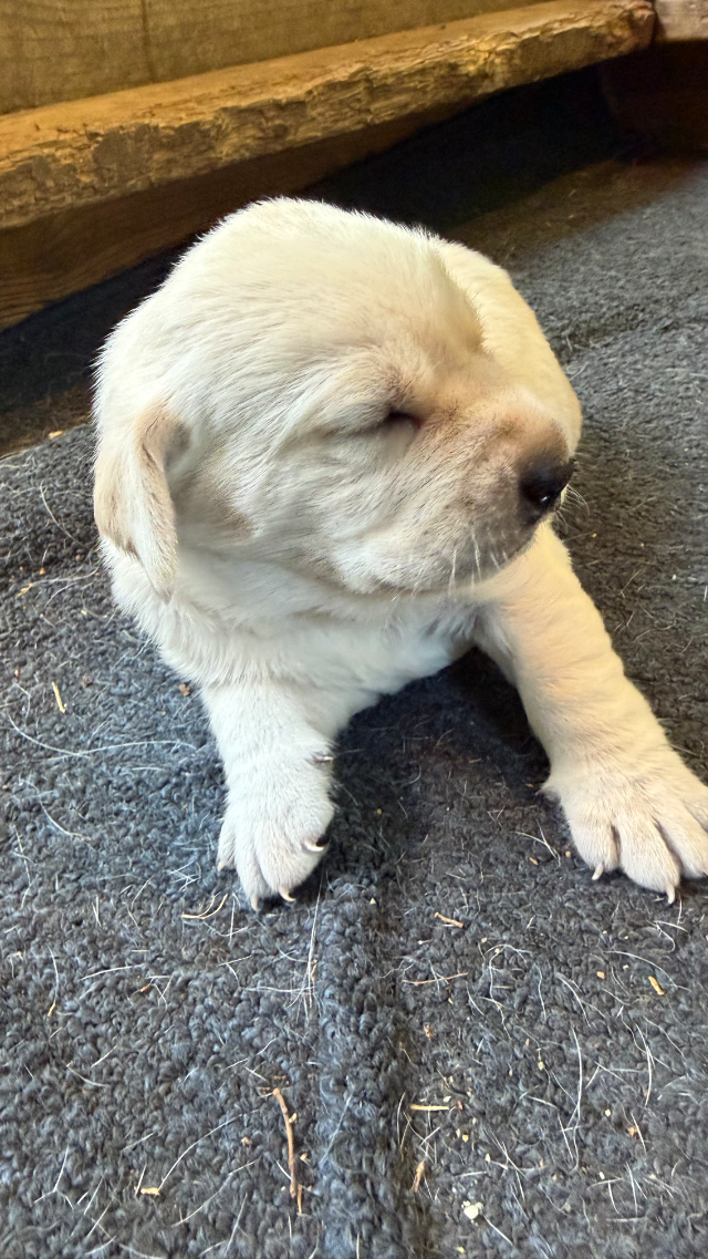 2nd Pick Yellow Male - yellow Labrador Retriever puppy for sale