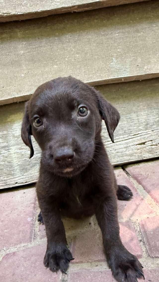 Cinnamon - chocolate Labrador Retriever puppy for sale