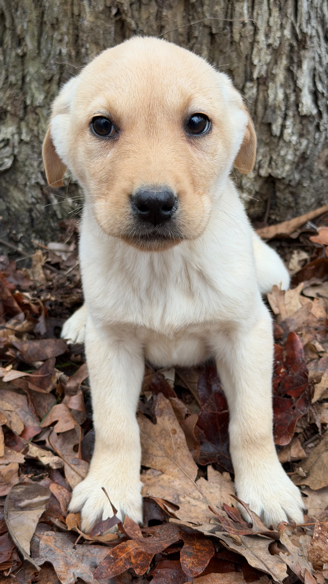 Maggie
