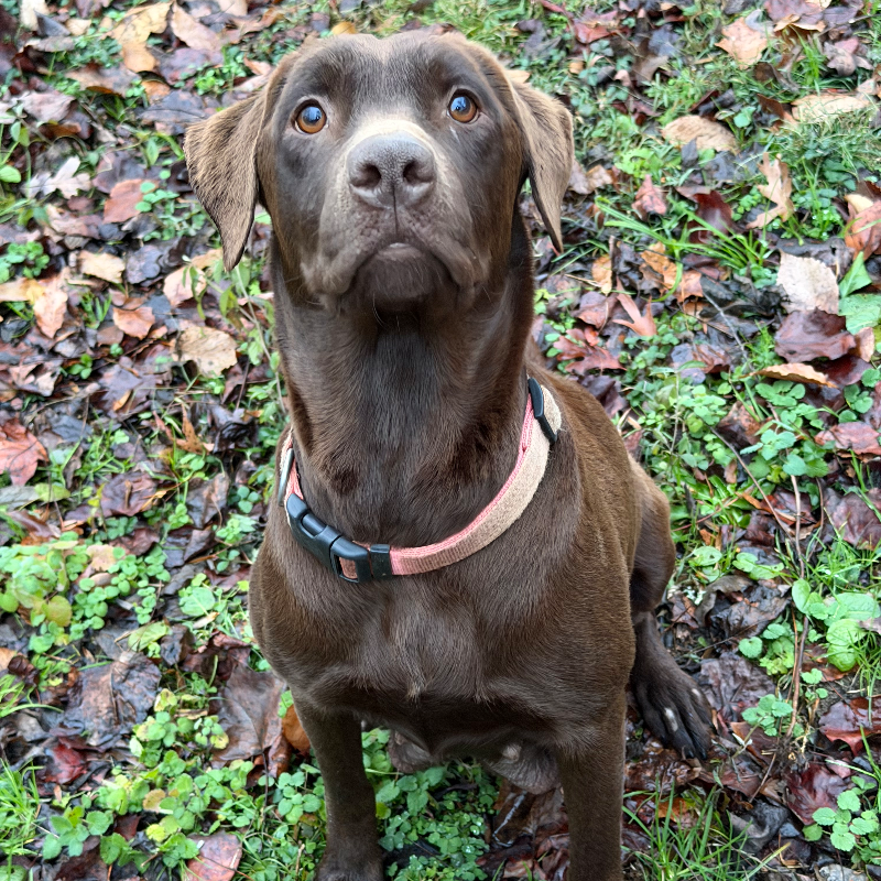 Harley — AKC Labrador Retriever dam at LabPups.com
