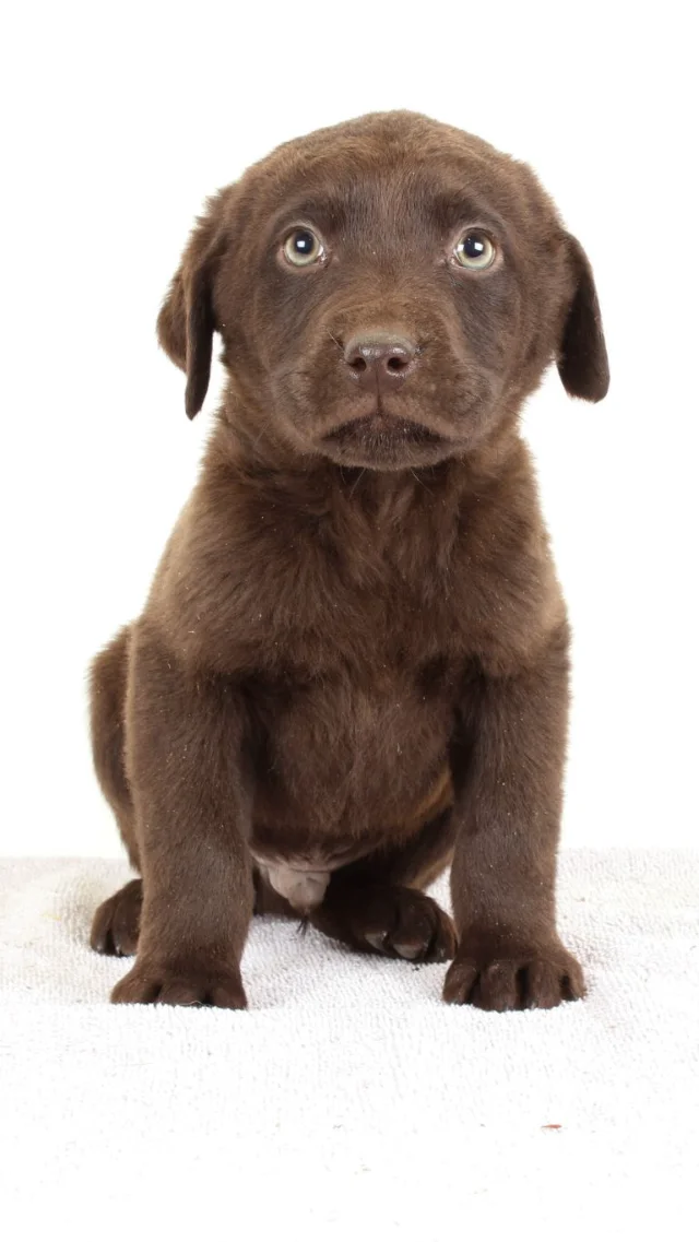 Rusty - chocolate Labrador Retriever puppy for sale at LabPups.com
