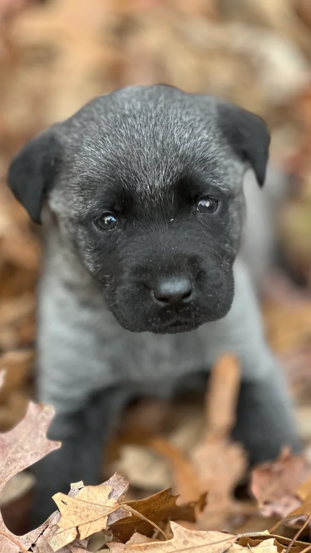 Enzo