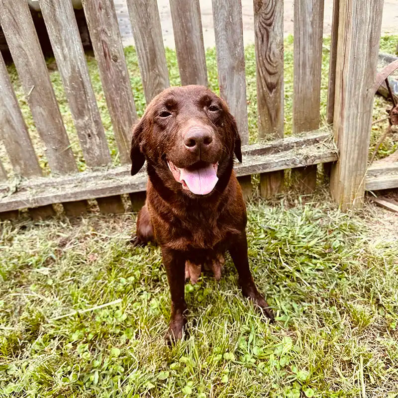 Coco — AKC Labrador Retriever dam at LabPups.com