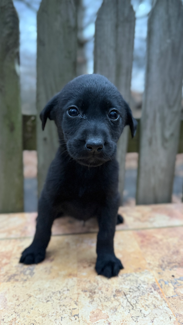 Coal