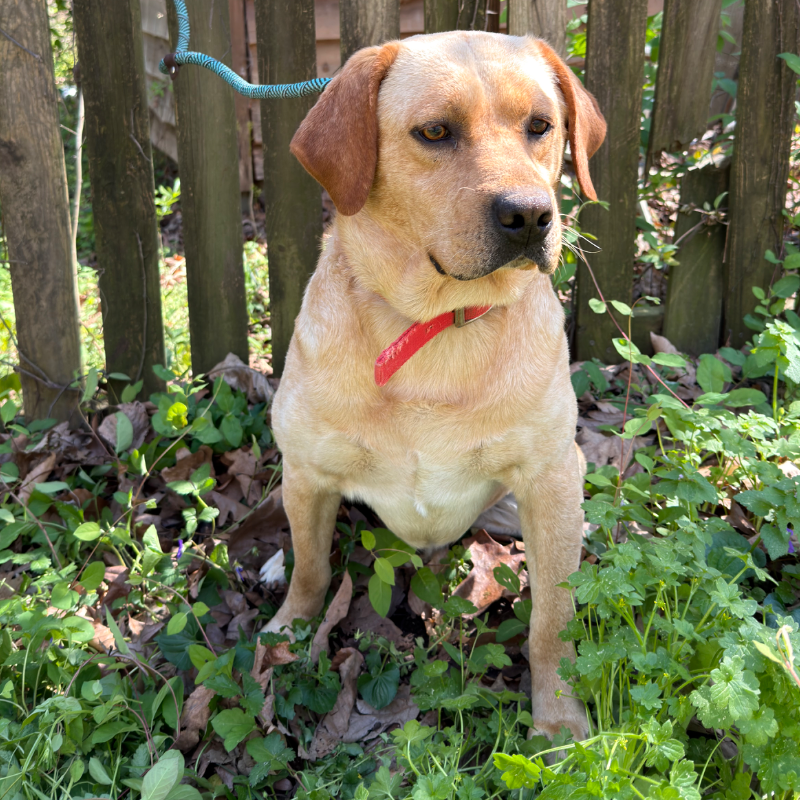 Jake - Labrador Retriever father dog at LabPups.com