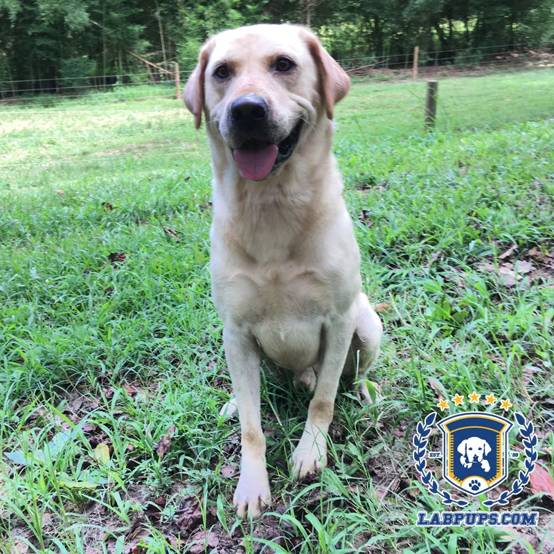 Dabo — AKC Labrador Retriever sire at LabPups.com