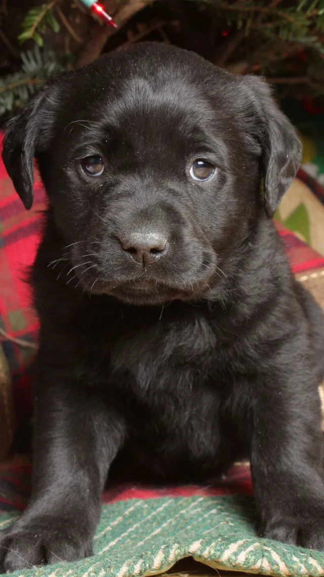 Stella