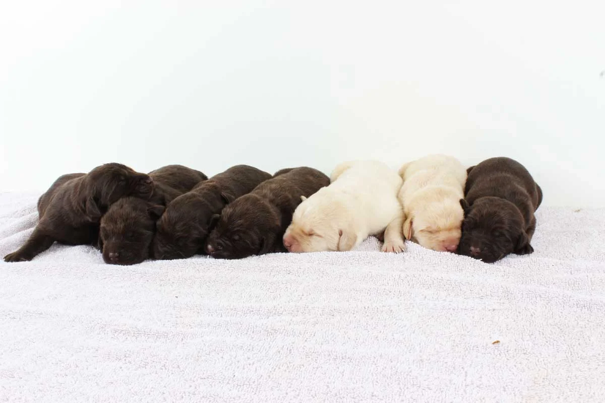 Find Your Perfect Black, Yellow, or Chocolate Labrador Puppy in Charlotte, NC