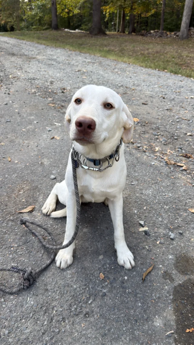 Winston - yellow Labrador Retriever puppy at LabPups.com