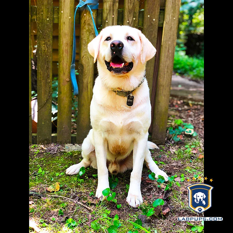 Bogart — AKC Labrador Retriever sire at LabPups.com