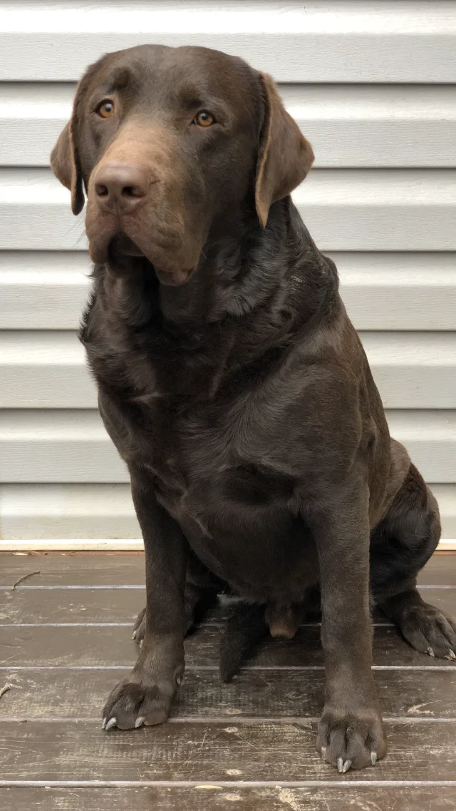 Brody - Labrador Retriever father dog at LabPups.com
