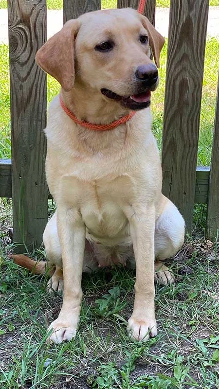 Rose — AKC Labrador Retriever dam at LabPups.com