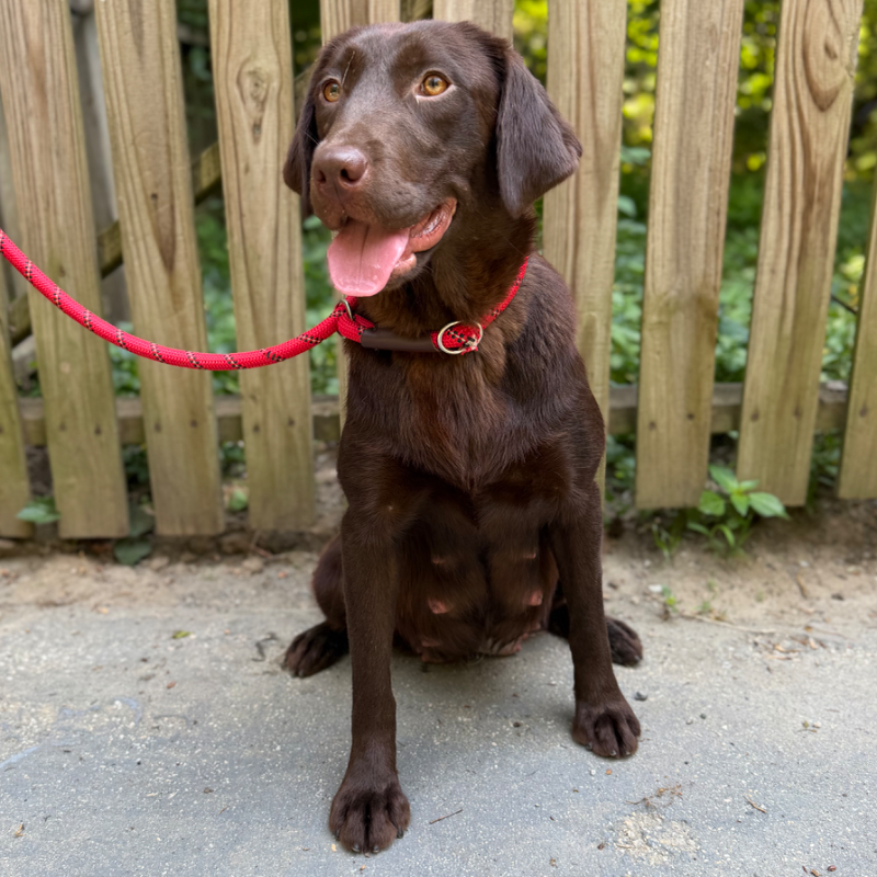 Brandy — AKC Labrador Retriever dam at LabPups.com