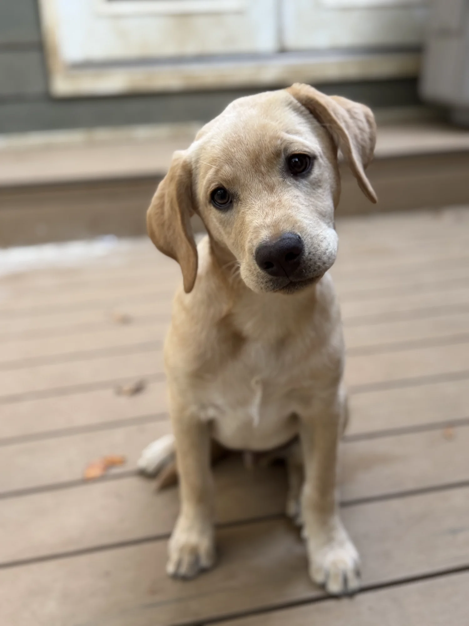Chip - yellow Labrador Retriever puppy for sale