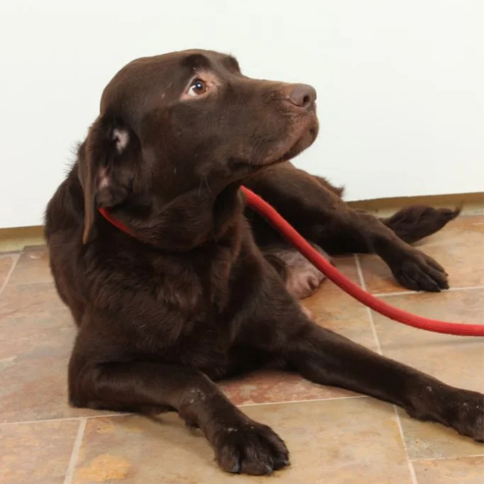 Jingles — AKC Labrador Retriever dam at LabPups.com