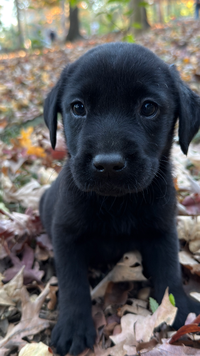 Otis
