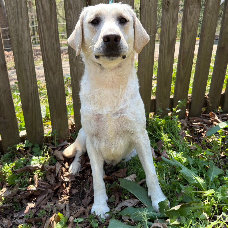 Tilly - Labrador Retriever mother dog at LabPups.com