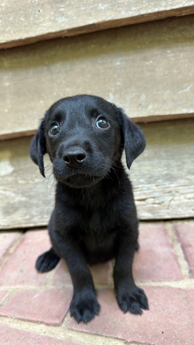 Brutus - black Labrador Retriever puppy for sale