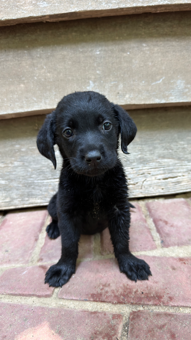 Cali - black Labrador Retriever puppy for sale