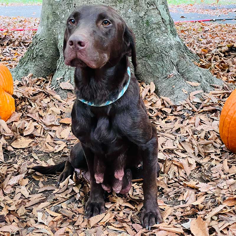 Hershey — AKC Labrador Retriever dam at LabPups.com